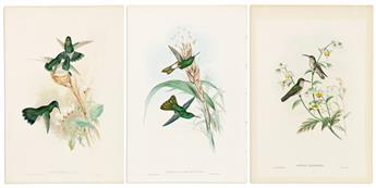 (BIRDS.) John Gould. Group of 3 hand-colored lithographs of hummingbirds